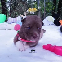 AKC Solid Brown OFA & Embark, a female Siberian Husky for sale in Anderson, SC – 5 of 10