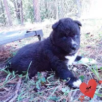 Solid Black - Rogue, a female Siberian Husky for sale in Anderson, SC – 7 of 10