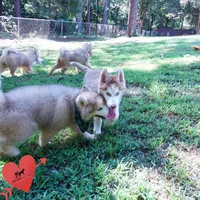 AKC OFA Red/white, a male Siberian Husky for sale in Anderson, SC – 5 of 10