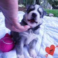 OFA & Embark Tested Parents - Gerogina, a male Siberian Husky for sale in Anderson, SC – 5 of 10