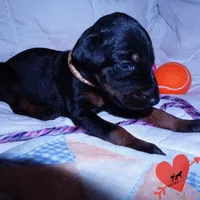 OFA & Embark Tested Parents, a female Doberman Pinscher for sale in Anderson, SC – 5 of 10