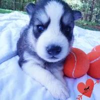 Black/white AKC OFA Embark - Azteca, a male Siberian Husky for sale in Anderson, SC – 4 of 10