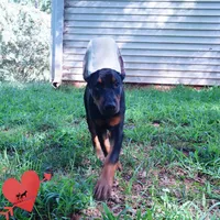 Ear cropped AKC Euro OFA & Embark, a male Doberman Pinscher for sale in Anderson, SC – 4 of 10