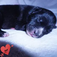 Agouti OFA, AKC, & Embark, a female Siberian Husky for sale in Anderson, SC – 4 of 10