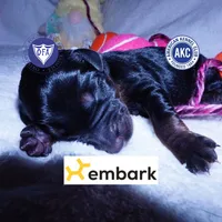OFA & Embark Tested Parents, a female Doberman Pinscher for sale in Anderson, SC – 1 of 10