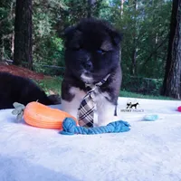 AKC Agouti OFA & Embark, a male Siberian Husky for sale in Anderson, SC – 7 of 10