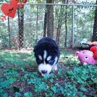 OFA & Embark Tested - Luffy, a male Siberian Husky for sale in Anderson, SC – 5 of 10