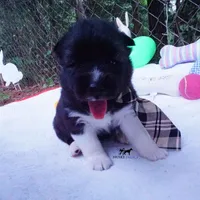 AKC Agouti OFA & Embark, a male Siberian Husky for sale in Anderson, SC – 7 of 10