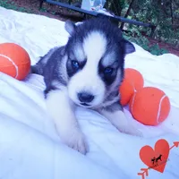 Black/white AKC OFA Embark - Azteca, a male Siberian Husky for sale in Anderson, SC – 8 of 10