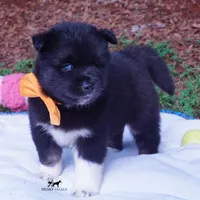 AKC Solid Black OFA & Embark, a female Siberian Husky for sale in Anderson, SC – 5 of 10