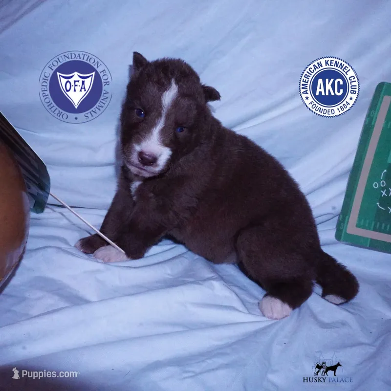 Solid Brown Ready Mid October  – Siberian Husky puppy for sale in Anderson, SC