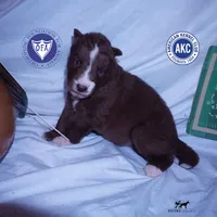Solid Brown Ready Mid October , a female Siberian Husky for sale in Anderson, SC – 1 of 10
