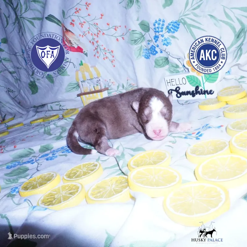 AKC & OFA Poseidon – Siberian Husky puppy for sale in Anderson, SC