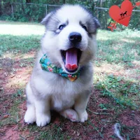 AKC OFA Embark Parents, a male Siberian Husky for sale in Anderson, SC – 6 of 10