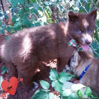 AKC OFA Tested Parents, a female Siberian Husky for sale in Anderson, SC – 4 of 10
