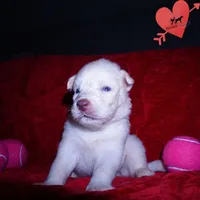 Solid White Female AKC OFA, a female Siberian Husky for sale in Anderson, SC – 6 of 10