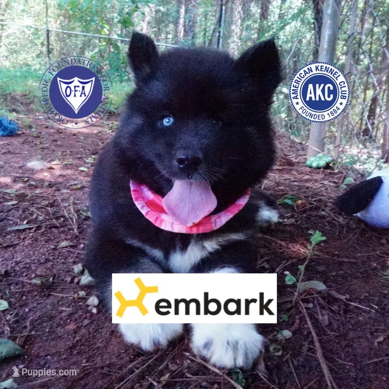 AKC Black/white OFA & Embark – Siberian Husky puppy for sale in Anderson, SC