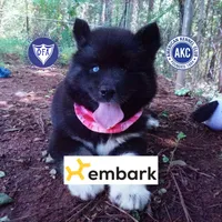 AKC Black/white OFA & Embark, a female Siberian Husky for sale in Anderson, SC – 1 of 10