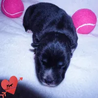 Agouti OFA, AKC, & Embark, a female Siberian Husky for sale in Anderson, SC – 2 of 10