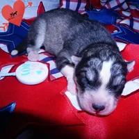 OFA & Embark Tested Parents - Usopp, a male Siberian Husky for sale in Anderson, SC – 2 of 5