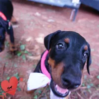 Champion & Full Euro AKC - Yue, a female Doberman Pinscher for sale in Anderson, SC – 8 of 10