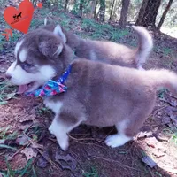 OFA & AKC Red/white, a male Siberian Husky for sale in Anderson, SC – 2 of 10