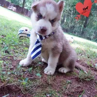 AKC OFA Red/white, a male Siberian Husky for sale in Anderson, SC – 6 of 10