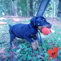 AKC Euro OFA & Embark - Sokka, a male Doberman Pinscher for sale in Anderson, SC – 4 of 10
