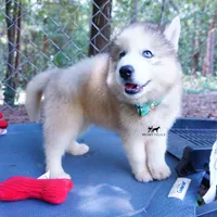 AKC OFA Embark Parents, a male Siberian Husky for sale in Anderson, SC – 6 of 10