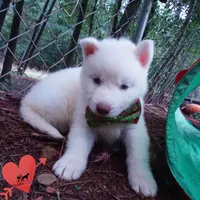 Solid White Female AKC OFA, a female Siberian Husky for sale in Anderson, SC – 6 of 10