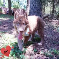 AKC Solid Brown OFA, a female Siberian Husky for sale in Anderson, SC – 5 of 10
