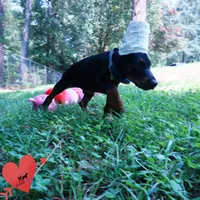 Ears Cropped - AKC Euro OFA & Embark, a male Doberman Pinscher for sale in Anderson, SC – 7 of 10