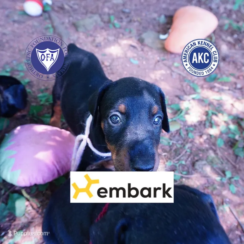 Champion & Full Euro AKC - Yue – Doberman Pinscher puppy for sale in Anderson, SC