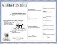 AKC OFA Solid Black, a male Siberian Husky for sale in Anderson, SC – Photo 5 of 10