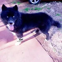AKC OFA Solid Black, a male Siberian Husky for sale in Anderson, SC – Photo 2 of 10