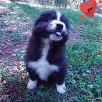 Iceman - Black/white, a male Siberian Husky for sale in Anderson, SC – 6 of 10