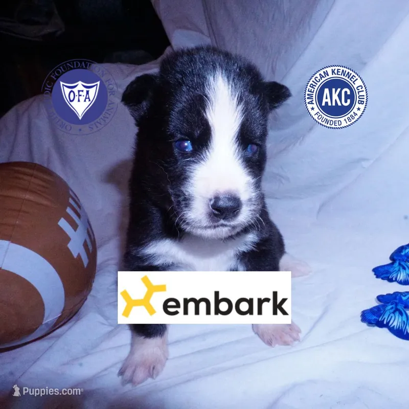 Iceman - Black/white – Siberian Husky puppy for sale in Anderson, SC