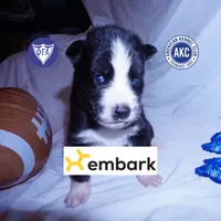 Iceman - Black/white, a male Siberian Husky for sale in Anderson, SC – 1 of 10