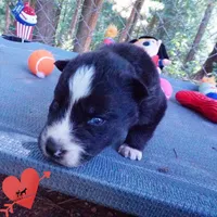 Agouti OFA AKC & Embark - Vivi, a female Siberian Husky for sale in Anderson, SC – 5 of 10