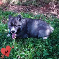 AKC Agouti Embark & OFA Parents, a female Siberian Husky for sale in Anderson, SC – 4 of 10