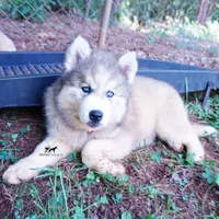 Embark, AKC, & OFA, a female Siberian Husky for sale in Anderson, SC – 6 of 10