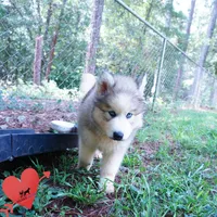 OFA & Embark Tested Parents, a female Siberian Husky for sale in Anderson, SC – 6 of 10