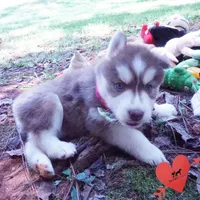 Red/white Ready mid October, a female Siberian Husky for sale in Anderson, SC – 2 of 10