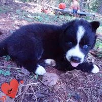 Phoenix - Ready late October, a female Siberian Husky for sale in Anderson, SC – 6 of 10