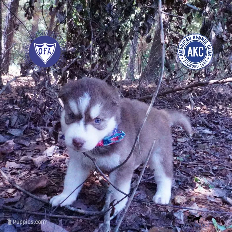 OFA & AKC Red/white – Siberian Husky puppy for sale in Anderson, SC