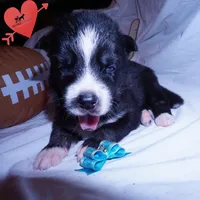 Health Tested Parents - Cyclops, a male Siberian Husky for sale in Anderson, SC – 6 of 10