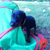 Champion & Full Euro AKC, a female Doberman Pinscher for sale in Anderson, SC – 7 of 10
