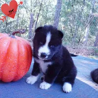 Iceman - Black/white, a male Siberian Husky for sale in Anderson, SC – 6 of 10