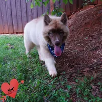 AKC Embark & OFA Parents, a male Siberian Husky for sale in Anderson, SC – 5 of 10