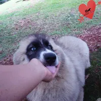 AKC Agouti Embark & OFA Parents, a female Siberian Husky for sale in Anderson, SC – 2 of 10